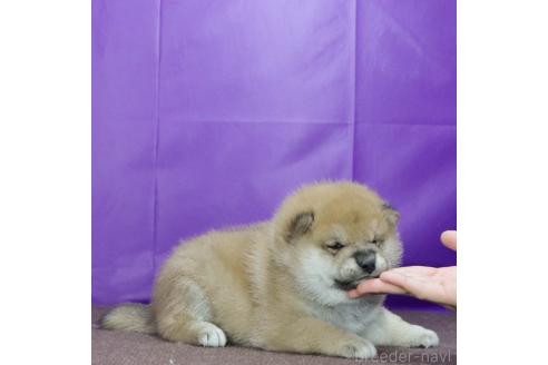 成約済の愛知県の柴犬-369664の2枚目